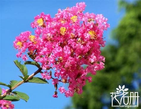 夏天開的花有哪些|夏天開什麼花？這些植物都在夏季開花